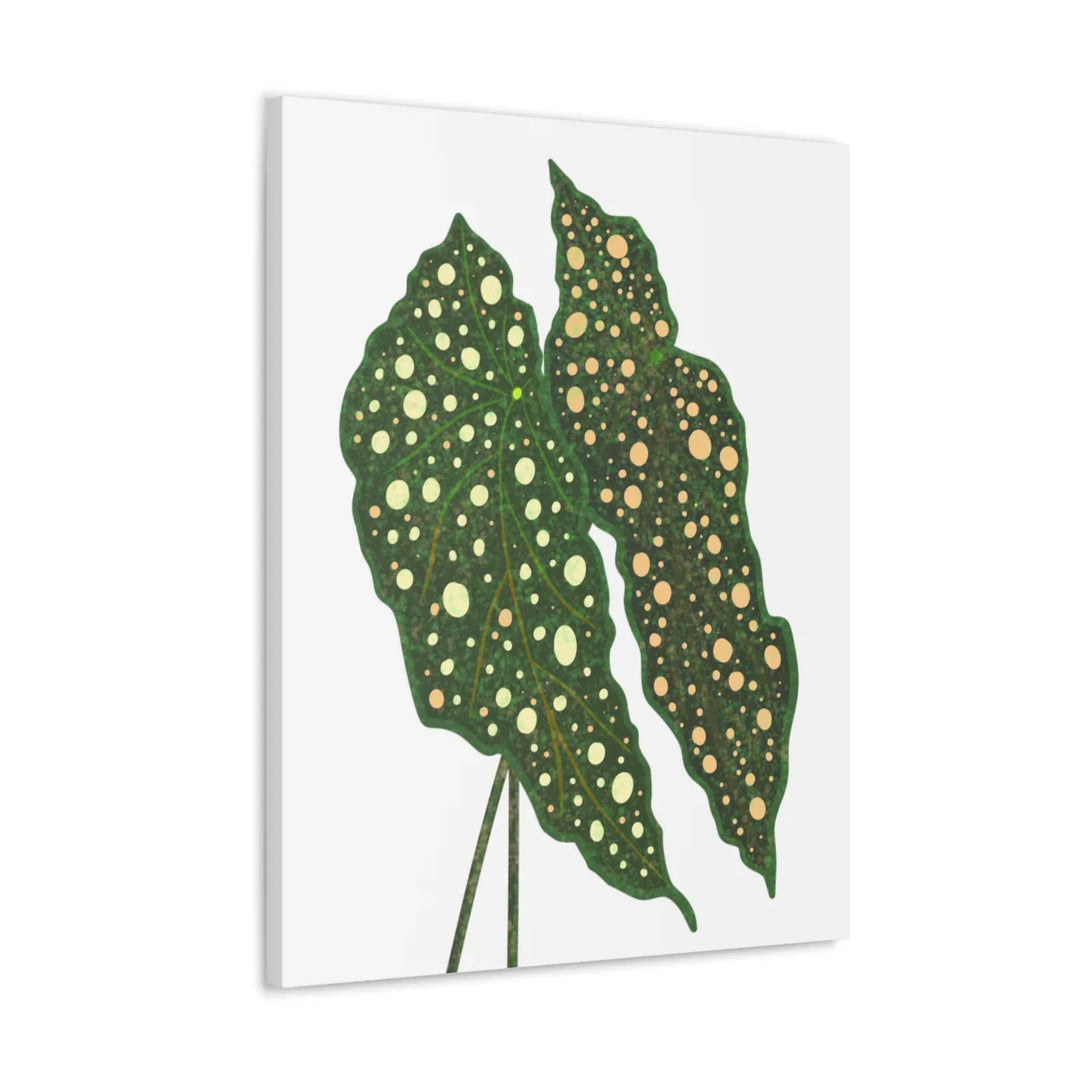 Begonia Maculata Canvas | Premium Canvas Art Print - Matte Finish, Durable Wall Decor - Laura Christine Photography & Design