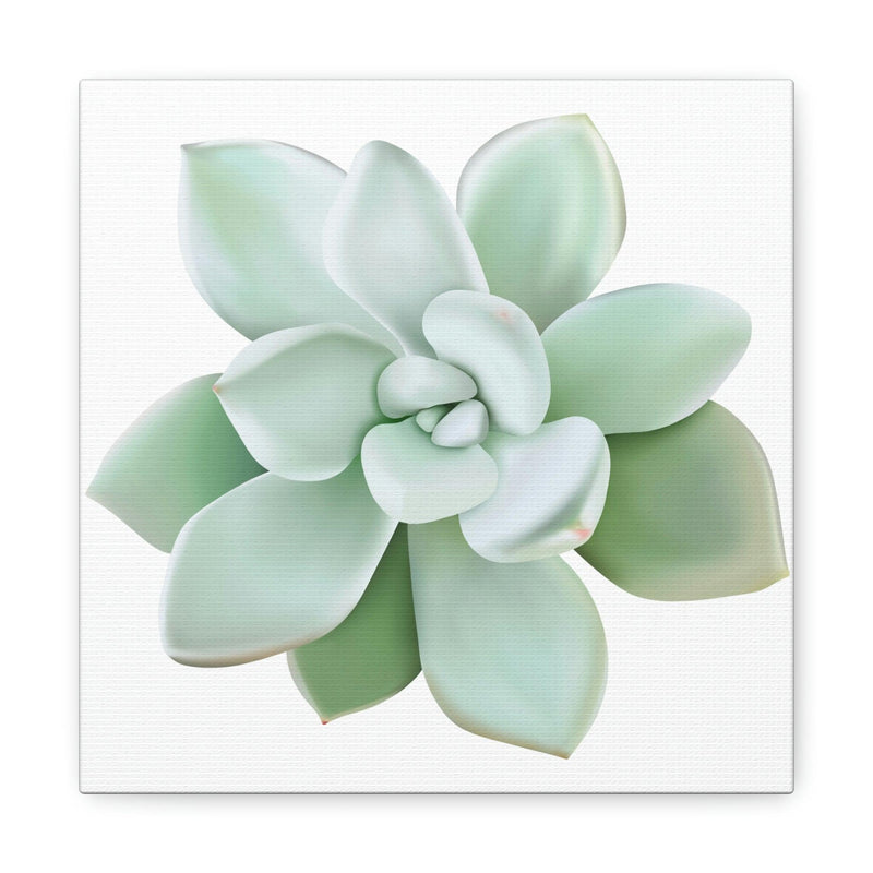 Pachyveria Haagei Succulent Canvas, Canvas, Printify, Art & Wall Decor, Canvas, Hanging Hardware, Home & Living, Indoor, Laura Christine Photography & Design, laurachristinedesign.com