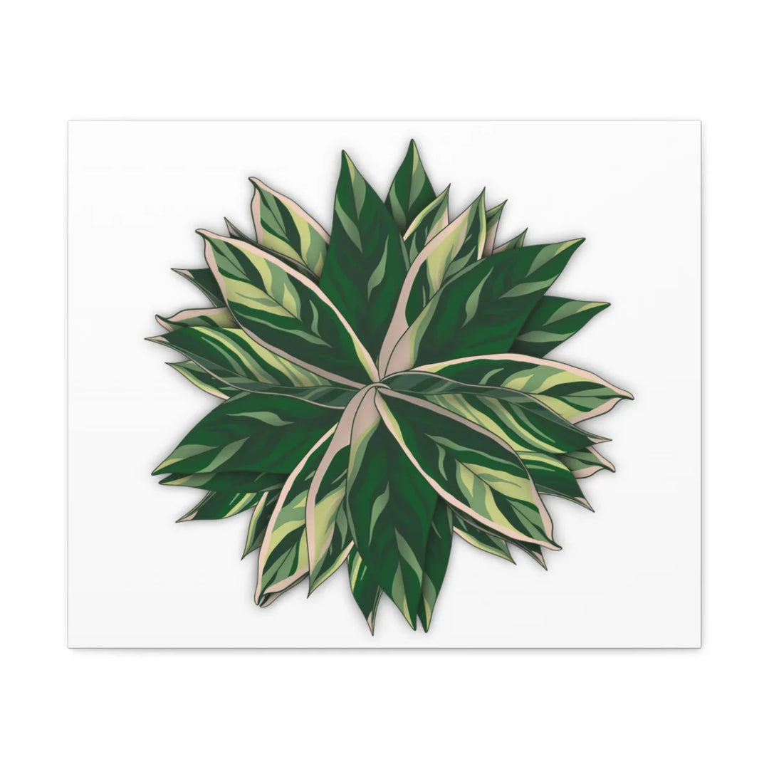 Stromanthe Triostar Canvas - Pastel Stripe Canvas Art Print With Vivid Color Artwork - Laura Christine Photography & Design