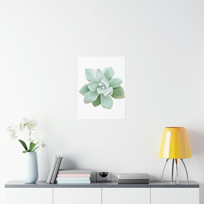 Pachyveria Haagei Succulent Print