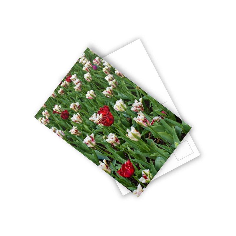 Red & white triumph tulips- Postcard, 10-pack, Paper products, Printify, Back to School, Home & Living, Indoor, Matte, Paper, Posters, Laura Christine Photography & Design, laurachristinedesign.com