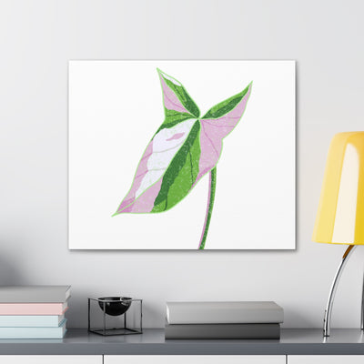 Syngonium Tricolor Canvas