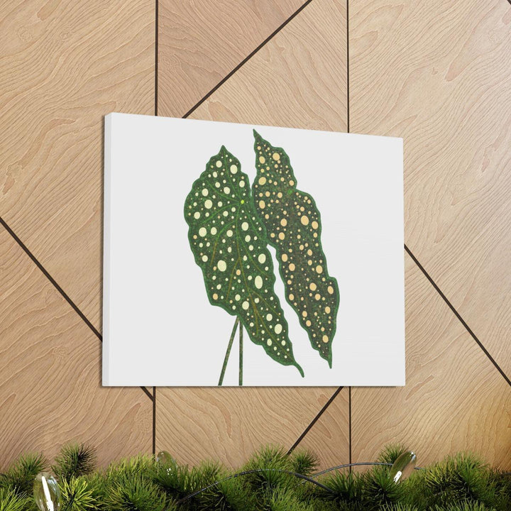 Begonia Maculata Canvas | Premium Canvas Art Print - Matte Finish, Durable Wall Decor - Laura Christine Photography & Design