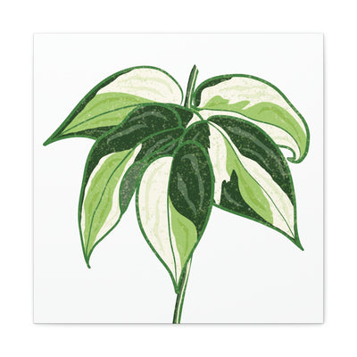 Philodendron 'Cream Splash' Canvas