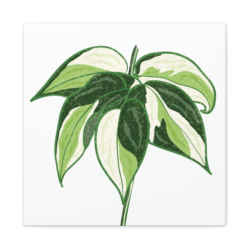 Philodendron &