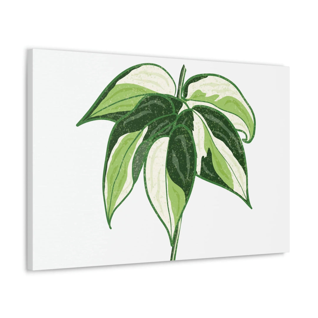 Philodendron Canvas Print - Cream Splash Variegated Plant Art on Matte Cotton Canvas