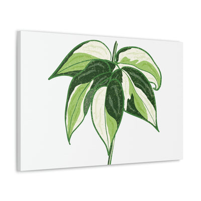 Philodendron 'Cream Splash' Canvas