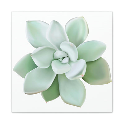 Pachyveria Haagei Succulent Canvas, Canvas, Printify, Art & Wall Decor, Canvas, Hanging Hardware, Home & Living, Indoor, Laura Christine Photography & Design, laurachristinedesign.com