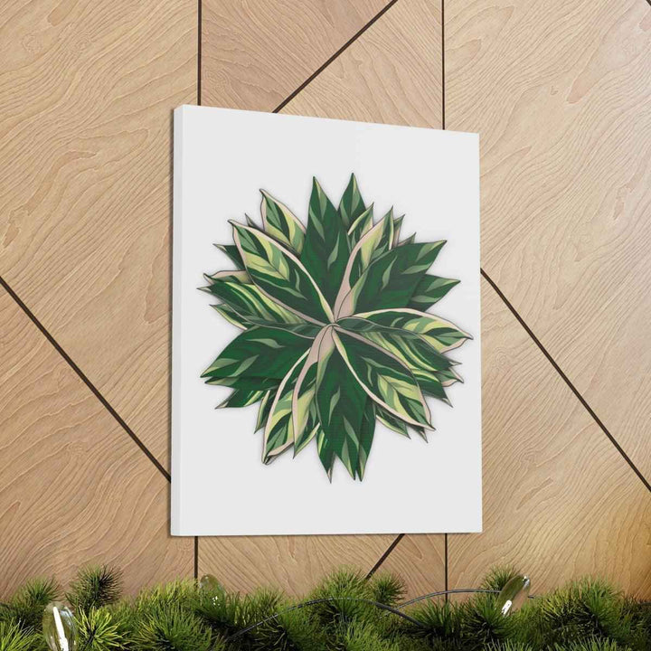 Stromanthe Triostar Canvas - Pastel Stripe Canvas Art Print With Vivid Color Artwork