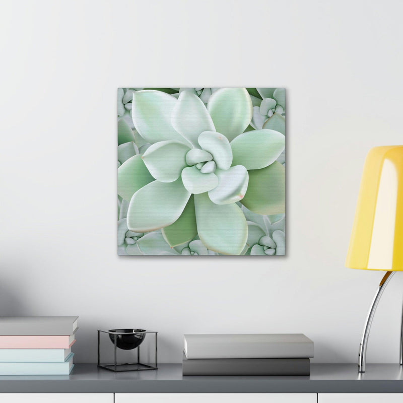 Pachyveria Haagei Succulent Pattern Canvas, Canvas, Printify, Art & Wall Decor, Canvas, Hanging Hardware, Home & Living, Indoor, Laura Christine Photography & Design, laurachristinedesign.com