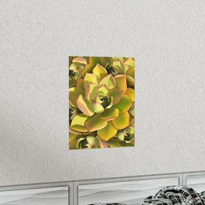 Noble Aeonium Succulent Pattern Print, Poster, Printify, Back to School, Home & Living, Indoor, Matte, Paper, Posters, Valentine's Day promotion, Laura Christine Photography & Design, laurachristinedesign.com