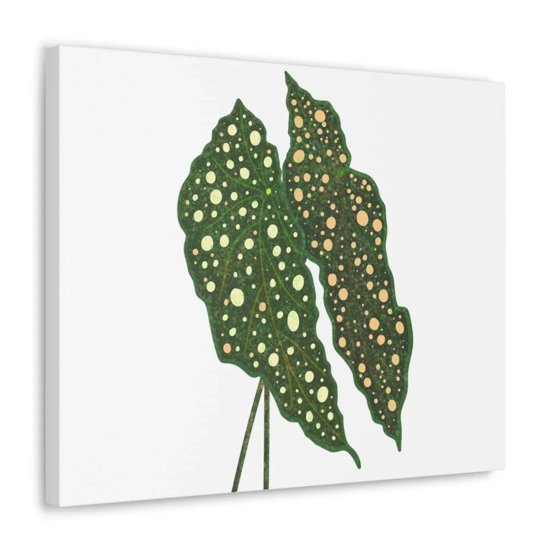 Begonia Maculata Canvas | Premium Canvas Art Print - Matte Finish, Durable Wall Decor - Laura Christine Photography & Design