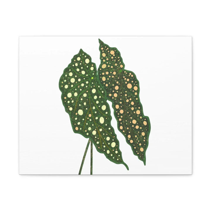 Begonia Maculata Canvas | Premium Canvas Art Print - Matte Finish, Durable Wall Decor - Laura Christine Photography & Design