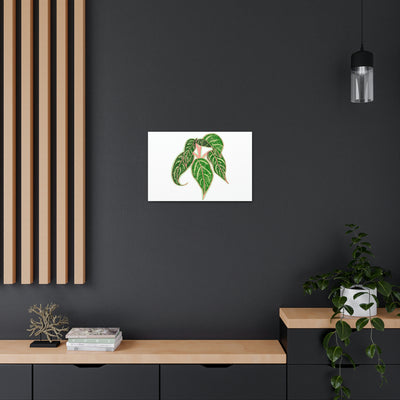 Aglaonema Sparkling Sarah Plant Canvas