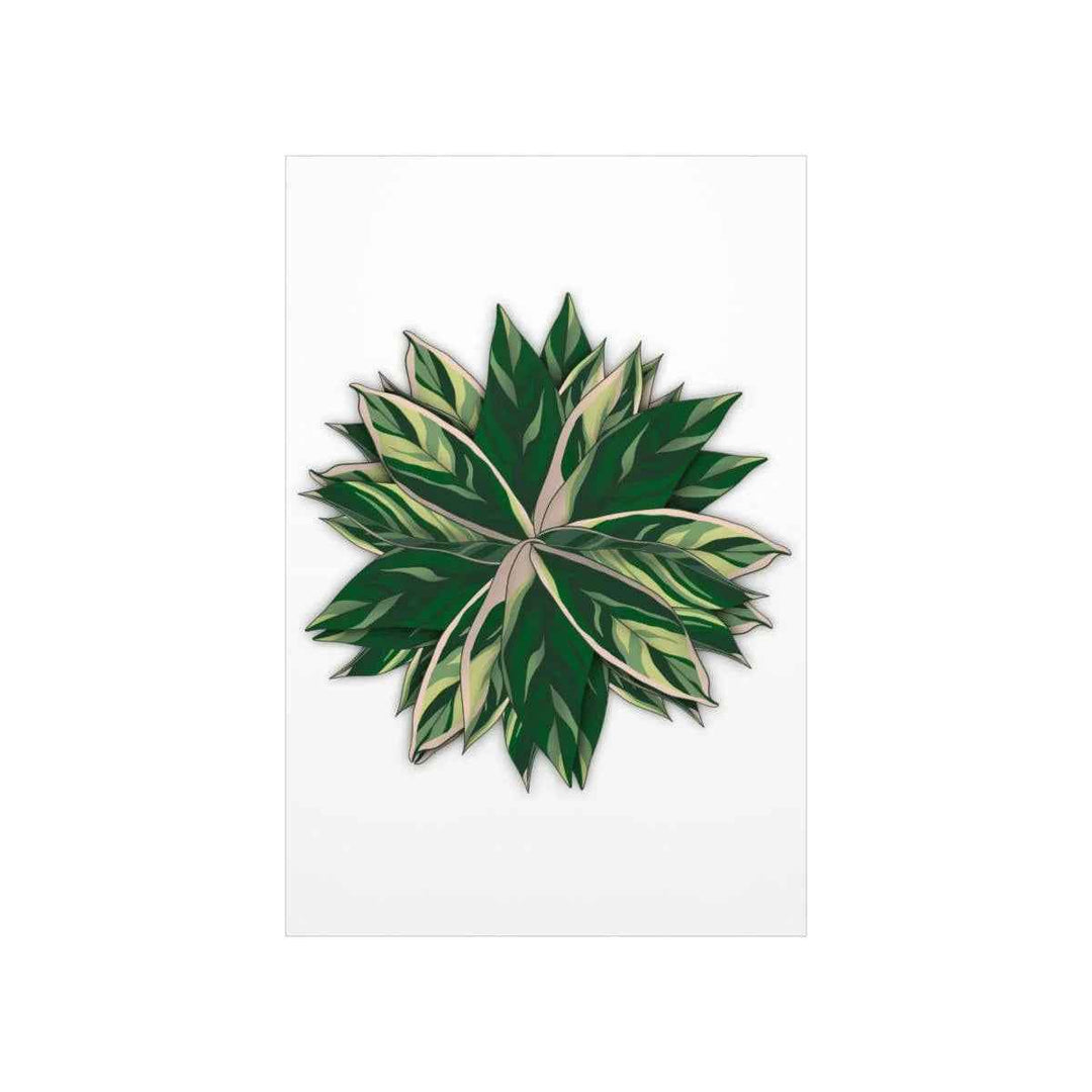 Stromanthe Triostar Print – Tropical Wall Art | Botanical Poster on Museum Grade Paper Unframed