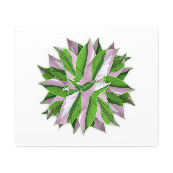 Tricolor Syngonium Canvas - Durable Canvas Art Print With Matte Finish & Botanical Design - Laura Christine Photography & Design