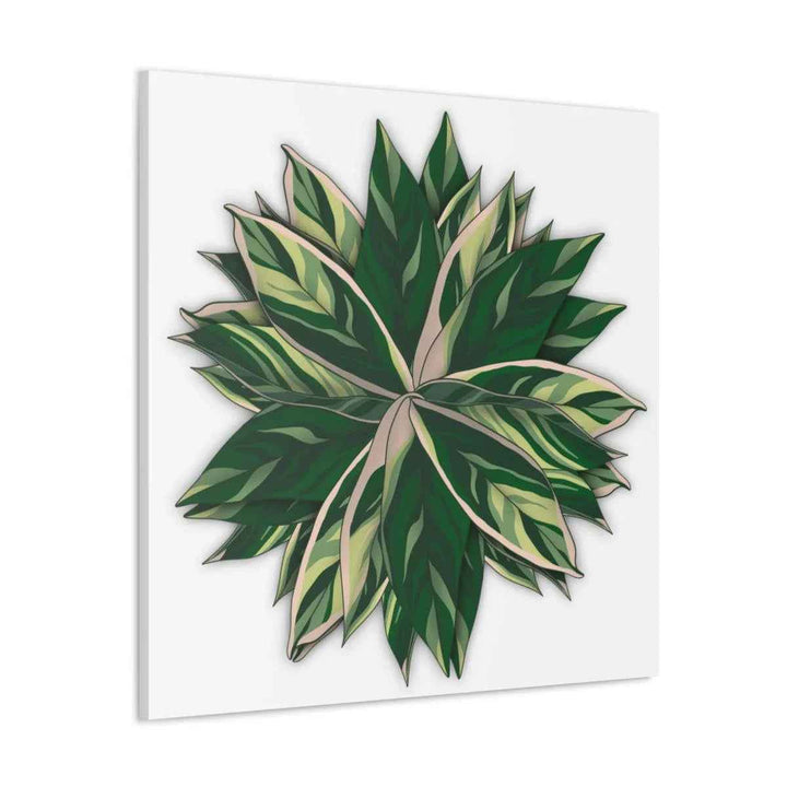 Stromanthe Triostar Canvas - Pastel Stripe Canvas Art Print With Vivid Color Artwork