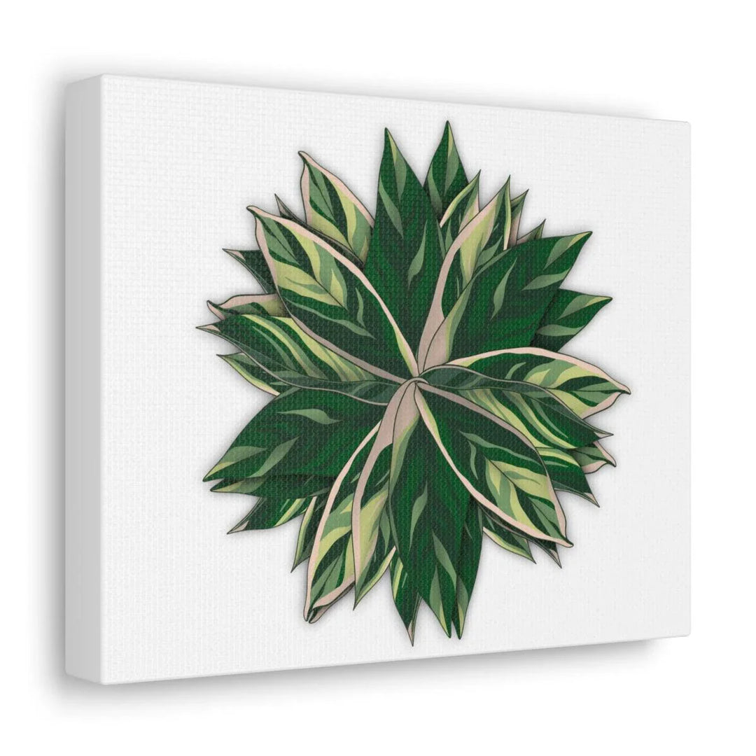 Stromanthe Triostar Canvas - Pastel Stripe Canvas Art Print With Vivid Color Artwork - Laura Christine Photography & Design