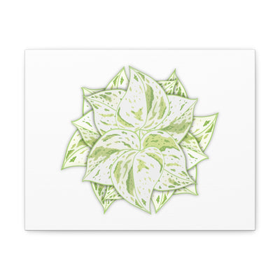 Snow Queen Pothos Canvas