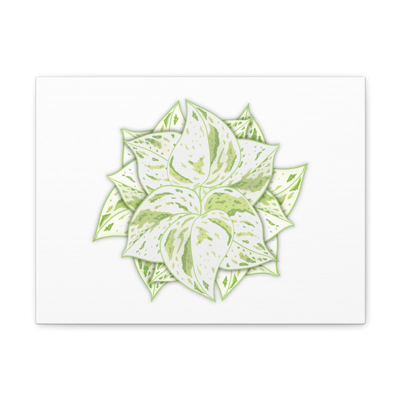 Snow Queen Pothos Canvas