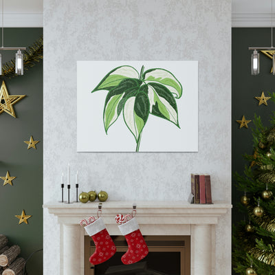 Philodendron 'Cream Splash' Canvas