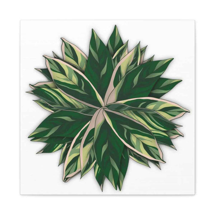 Stromanthe Triostar Canvas - Pastel Stripe Canvas Art Print With Vivid Color Artwork