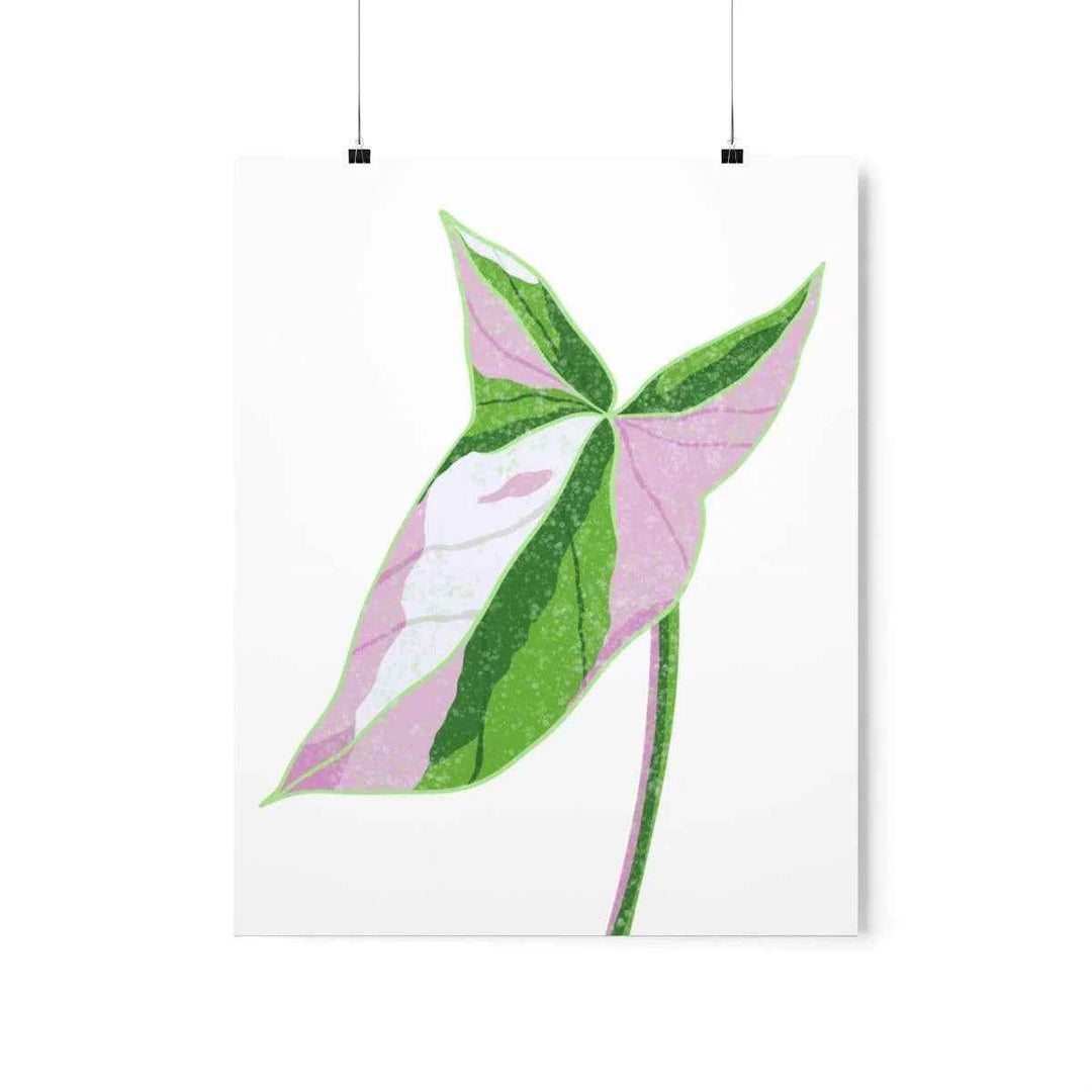 Syngonium Tricolor Print – Botanical Wall Art | Variegated Leaf Poster Unframed