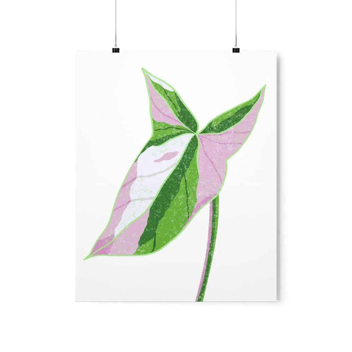 Syngonium Tricolor Print – Botanical Wall Art | Variegated Leaf Poster Unframed