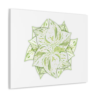 Snow Queen Pothos Canvas