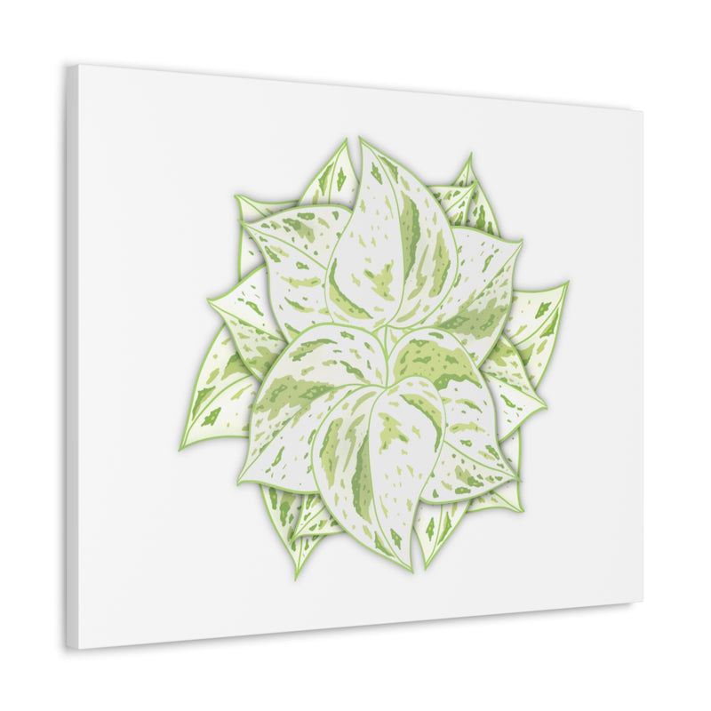 Snow Queen Pothos Canvas