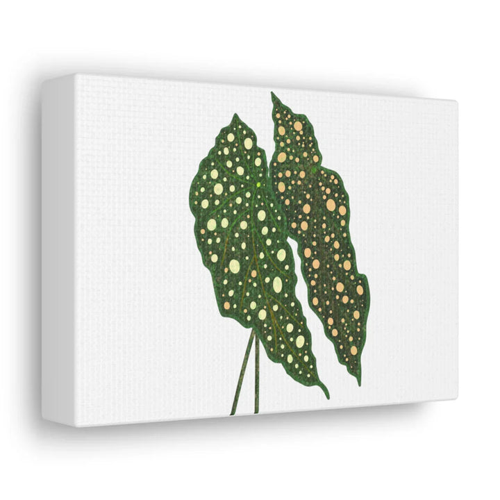 Begonia Maculata Canvas | Premium Canvas Art Print - Matte Finish, Durable Wall Decor - Laura Christine Photography & Design