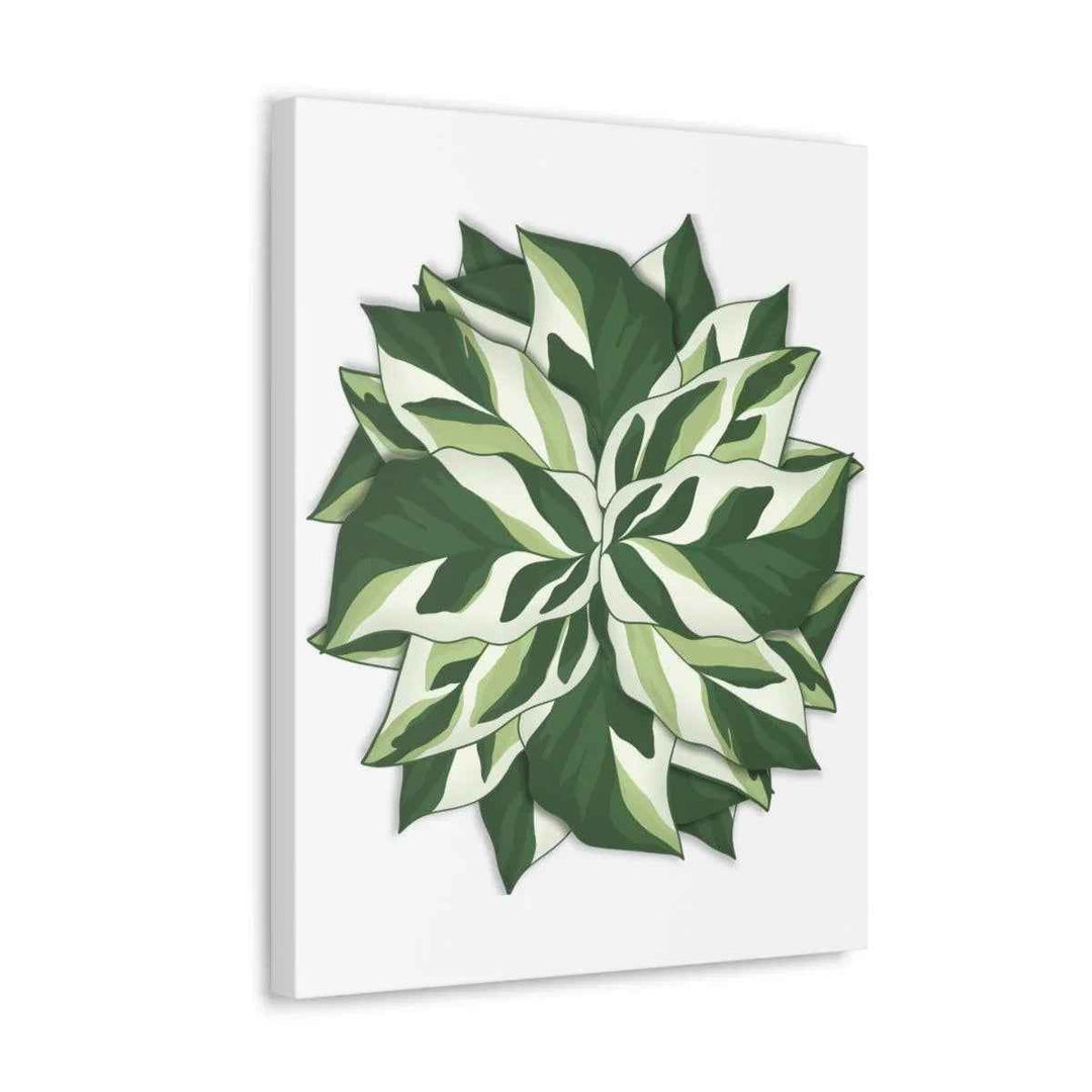 Calathea White Fusion Canvas | Indoor Wall Art - Matte Finish Botanical Canvas Art Print