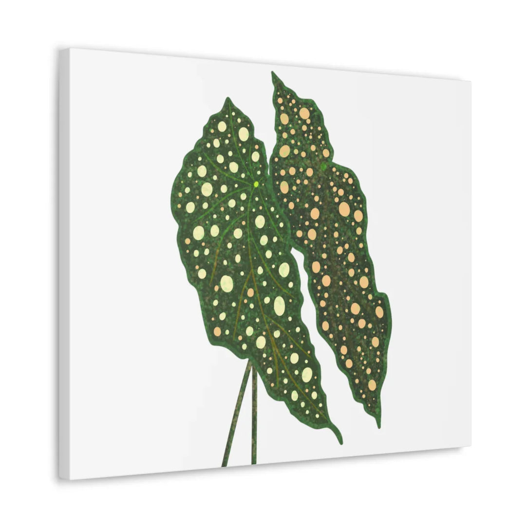 Begonia Maculata Canvas | Premium Canvas Art Print - Matte Finish, Durable Wall Decor - Laura Christine Photography & Design