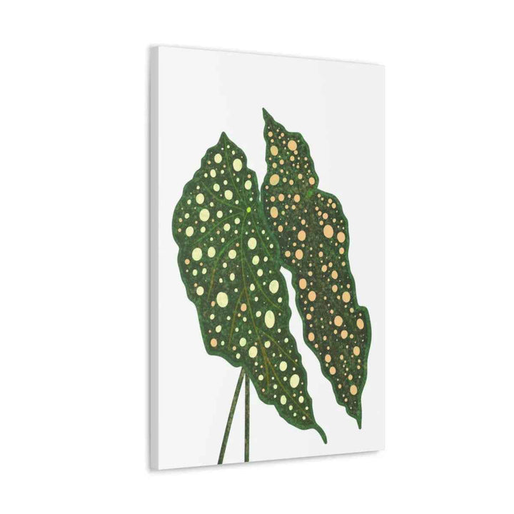 Begonia Maculata Canvas | Premium Canvas Art Print - Matte Finish, Durable Wall Decor