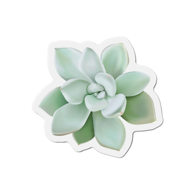 Pachyveria Haagei Succulent Magnets, Home Decor, Printify, Home & Living, Magnets, Magnets & Stickers, Valentine's Day promotion, Laura Christine Photography & Design, laurachristinedesign.com