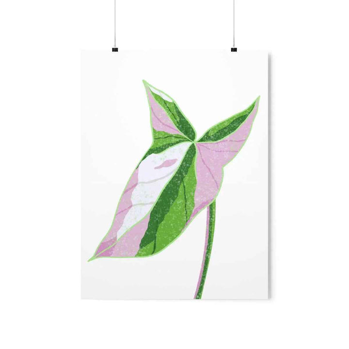 Syngonium Tricolor Print – Botanical Wall Art | Variegated Leaf Poster Unframed