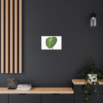 Philodendron Gloriosum Canvas