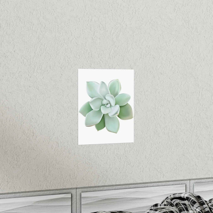 POS Pachyveria Print