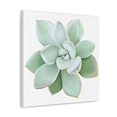 Pachyveria Haagei Succulent Canvas, Canvas, Printify, Art & Wall Decor, Canvas, Hanging Hardware, Home & Living, Indoor, Laura Christine Photography & Design, laurachristinedesign.com