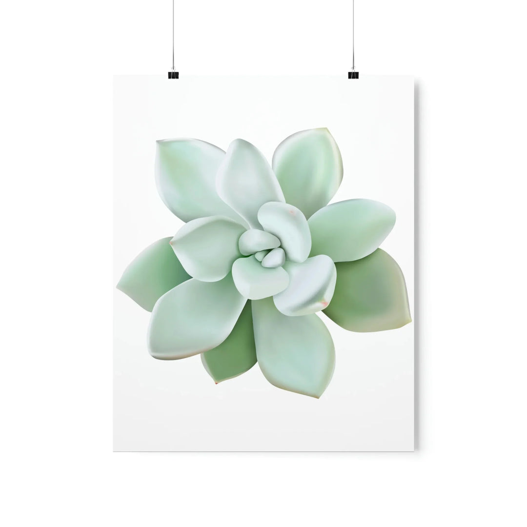 Succulent Wall Art - Pachyveria Haagei Botanical Poster on Museum Grade Paper