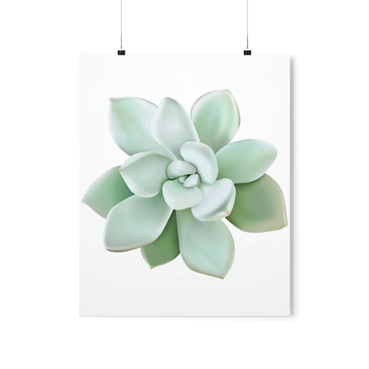 Succulent Wall Art - Pachyveria Haagei Botanical Poster on Museum Grade Paper