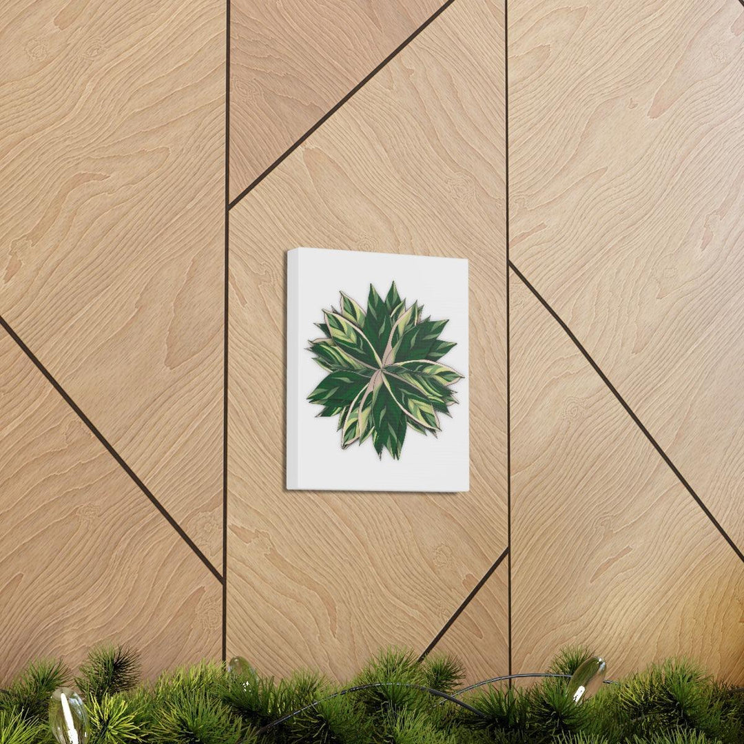 Stromanthe Triostar Canvas - Pastel Stripe Canvas Art Print With Vivid Color Artwork - Laura Christine Photography & Design