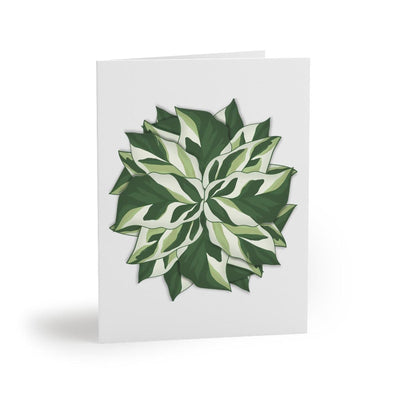 Calathea White Fusion Greeting Card, Paper products, Laura Christine Photography & Design, Calathea, Gift, Greeting Card, Holiday Picks, Home & Living, House Plant, Illustration, Indoor Plant, Note Card, Office Supplies, Paper, Plant, Post Card, Postcard, Postcards, Prayer Plant, Stationery, White Fusion, Laura Christine Photography & Design, laurachristinedesign.com