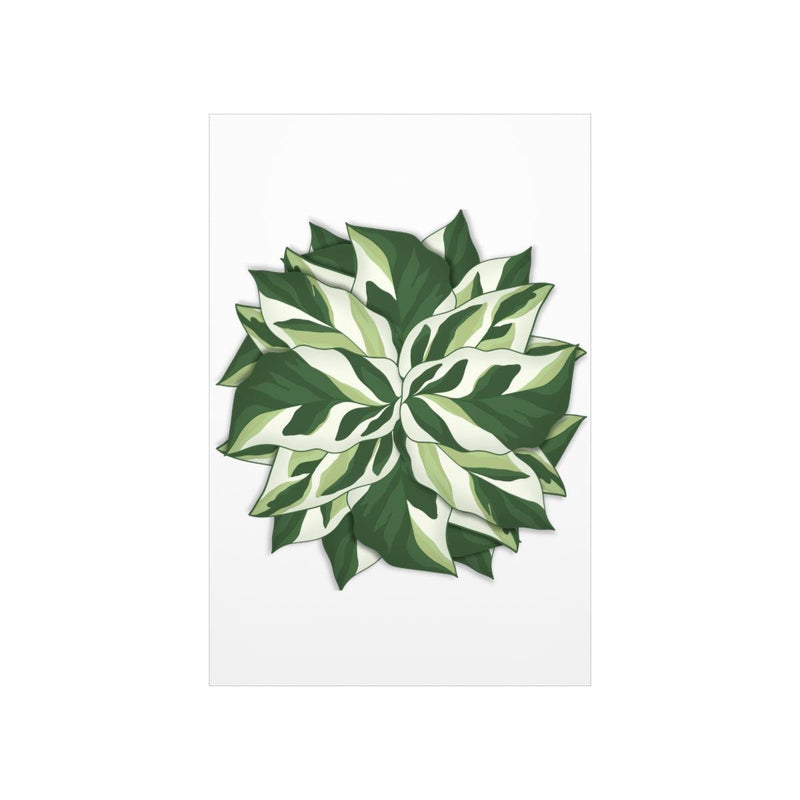 Calathea White Fusion Print, Poster, Laura Christine Photography & Design, Back to School, Bottle, Calathea, Canvas Bag, Coffee, Drinkware, Home & Living, Indoor, Matte, Paper, Posters, Prayer Plant, Reusable, Shopping Bag, Tea, Tote Bag, Travel, Tumbler, Valentine&