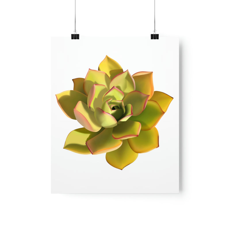 Noble Aeonium Succulent Print