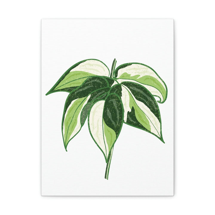 Philodendron Canvas Print - Cream Splash Variegated Plant Art on Matte Cotton Canvas