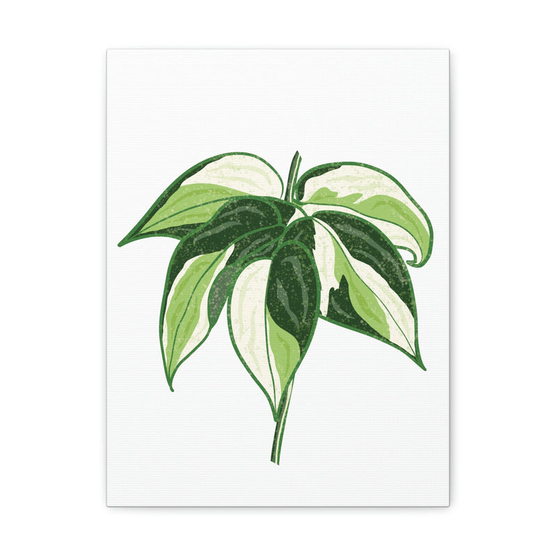 Philodendron &