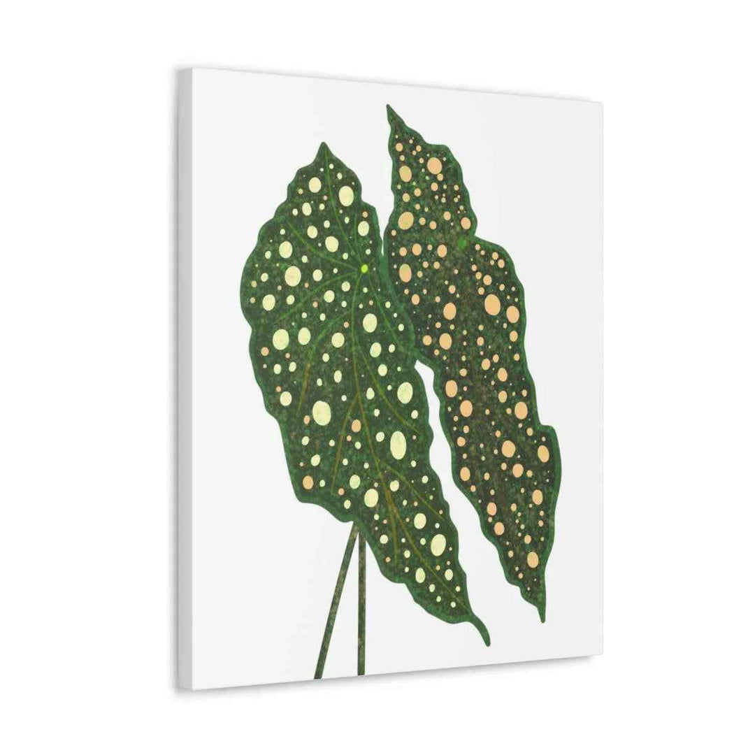 Begonia Maculata Canvas | Premium Canvas Art Print - Matte Finish, Durable Wall Decor