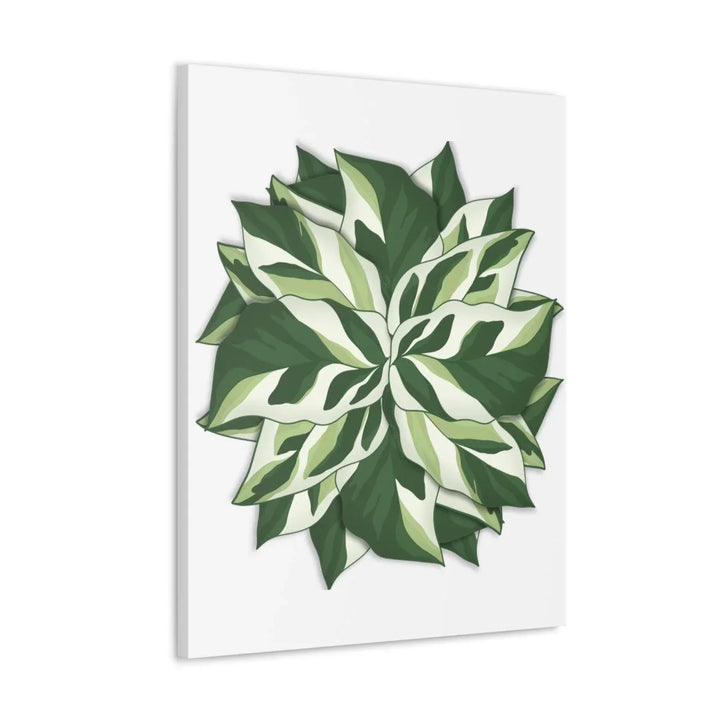 Calathea White Fusion Canvas | Indoor Wall Art - Matte Finish Botanical Canvas Art Print - Laura Christine Photography & Design