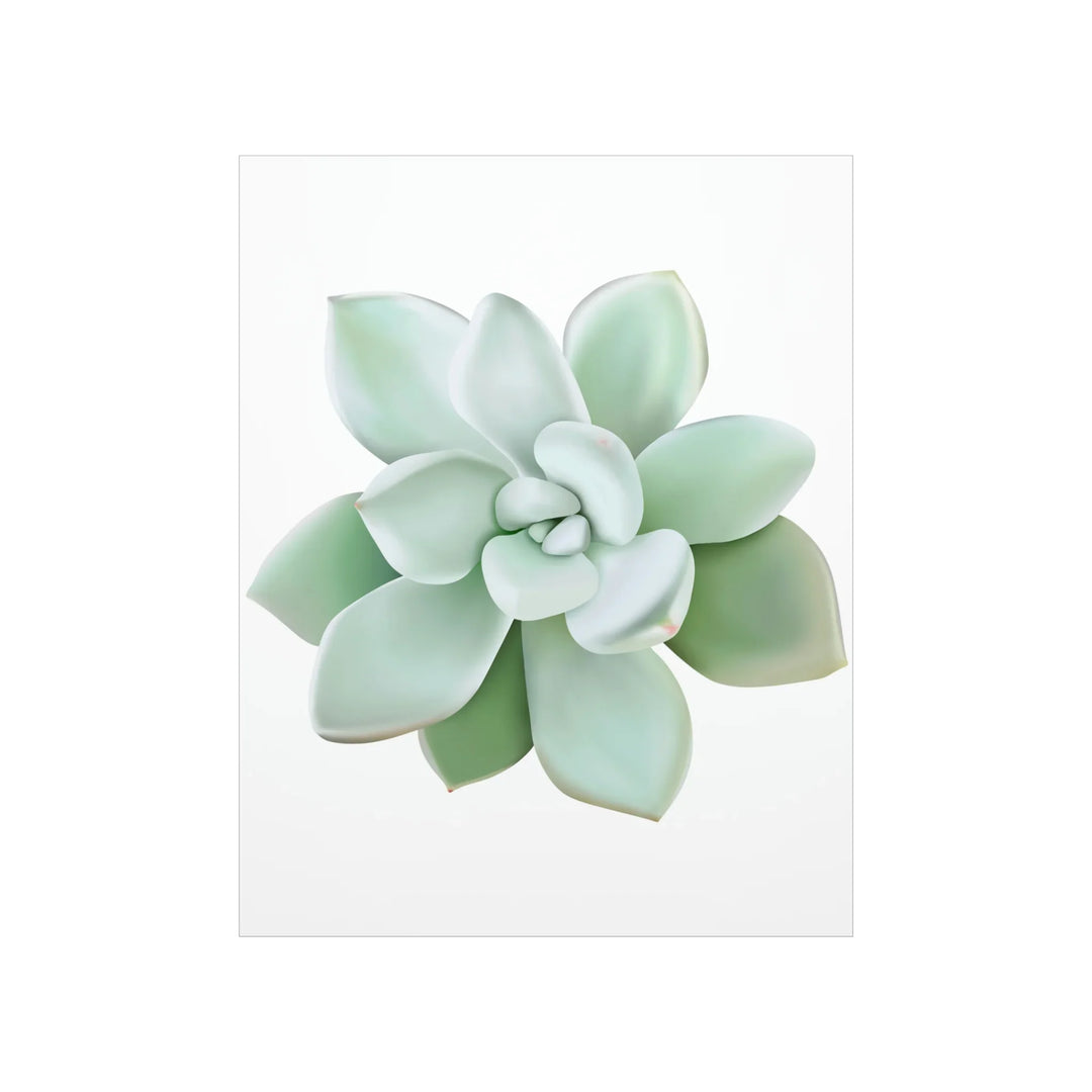 Succulent Wall Art - Pachyveria Haagei Botanical Poster on Museum Grade Paper